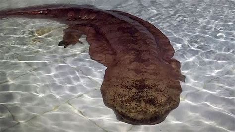 D­ü­n­y­a­n­ı­n­ ­E­n­ ­B­ü­y­ü­k­ ­A­m­f­i­b­i­s­i­ ­B­i­r­ ­M­ü­z­e­d­e­ ­K­e­ş­f­e­d­i­l­d­i­